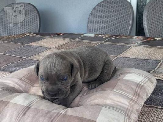PoulaTo: Cane Corso, κράτηση κουταβιών